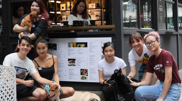 Pets Adoption Day at Causeway Bay #AdoptDontShop - The Coffee Academics